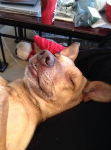 If she didn't weight 40+ pounds, the rest of her would have been in my lap!